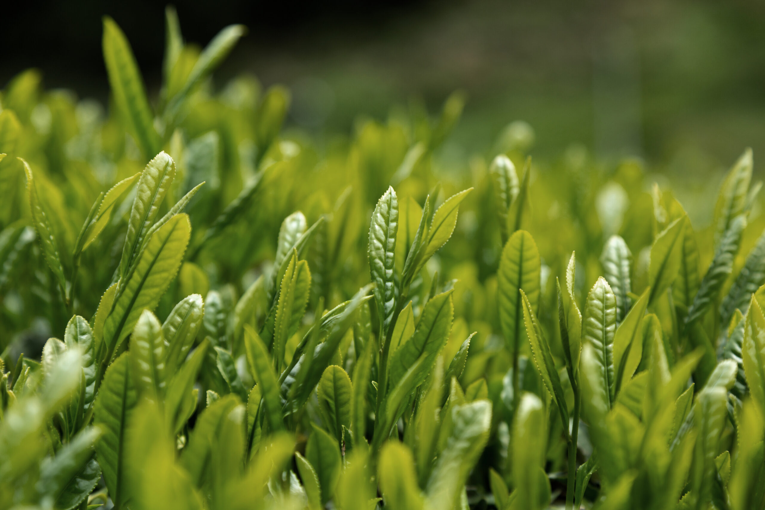 お茶の品種ハンドブック「さえみどり」 | CRAFT TEA｜クラフト・ティー